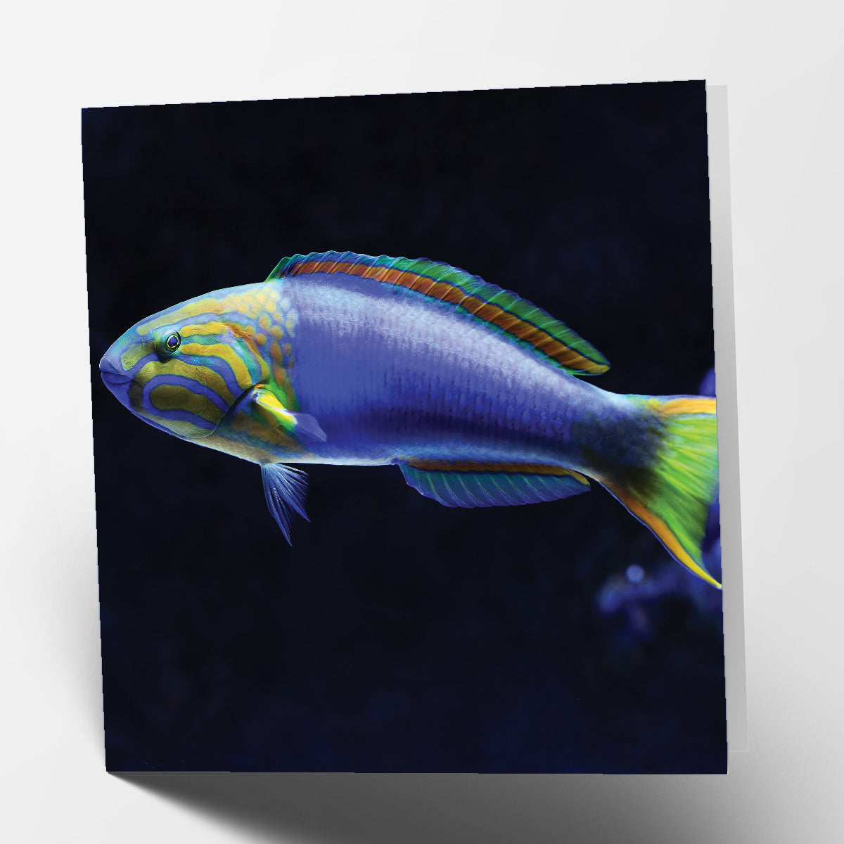 Fish Card