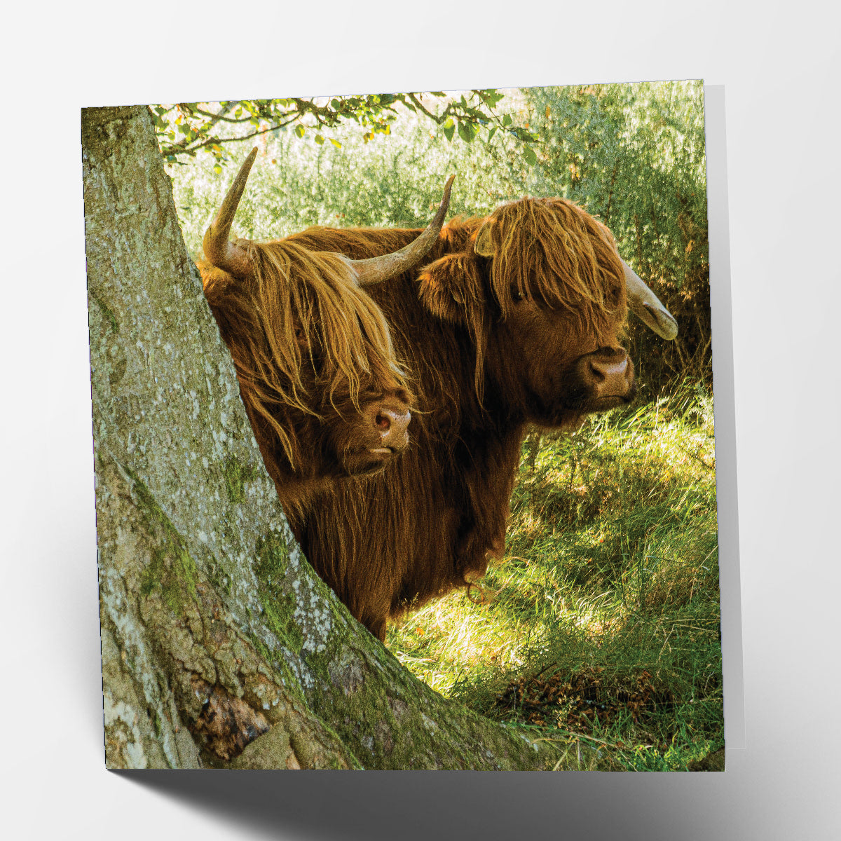 Two Highland Cows Card