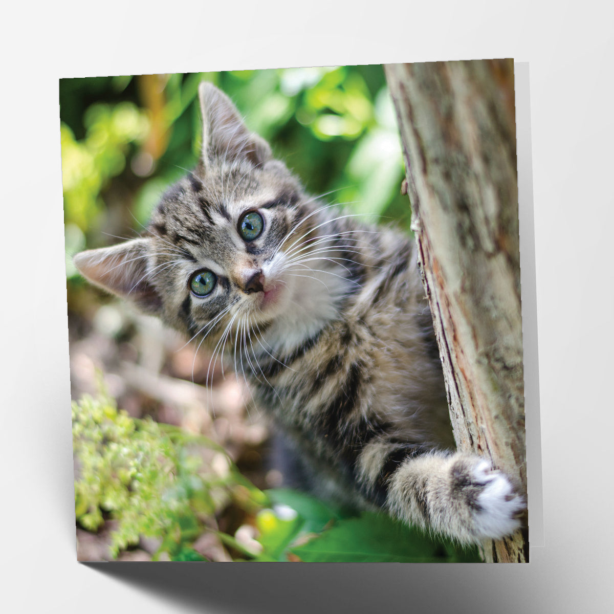 Hiding Kitten Card