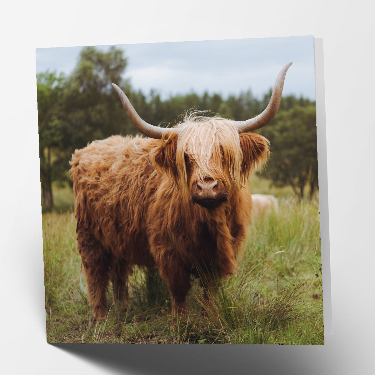 Highland Cow Card