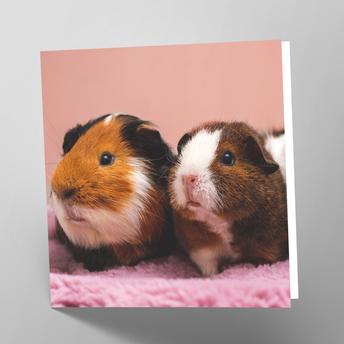 Guinea Pigs Card