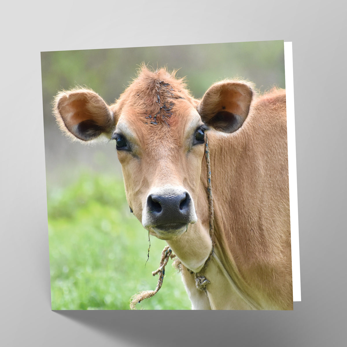 Friesian Cow Card