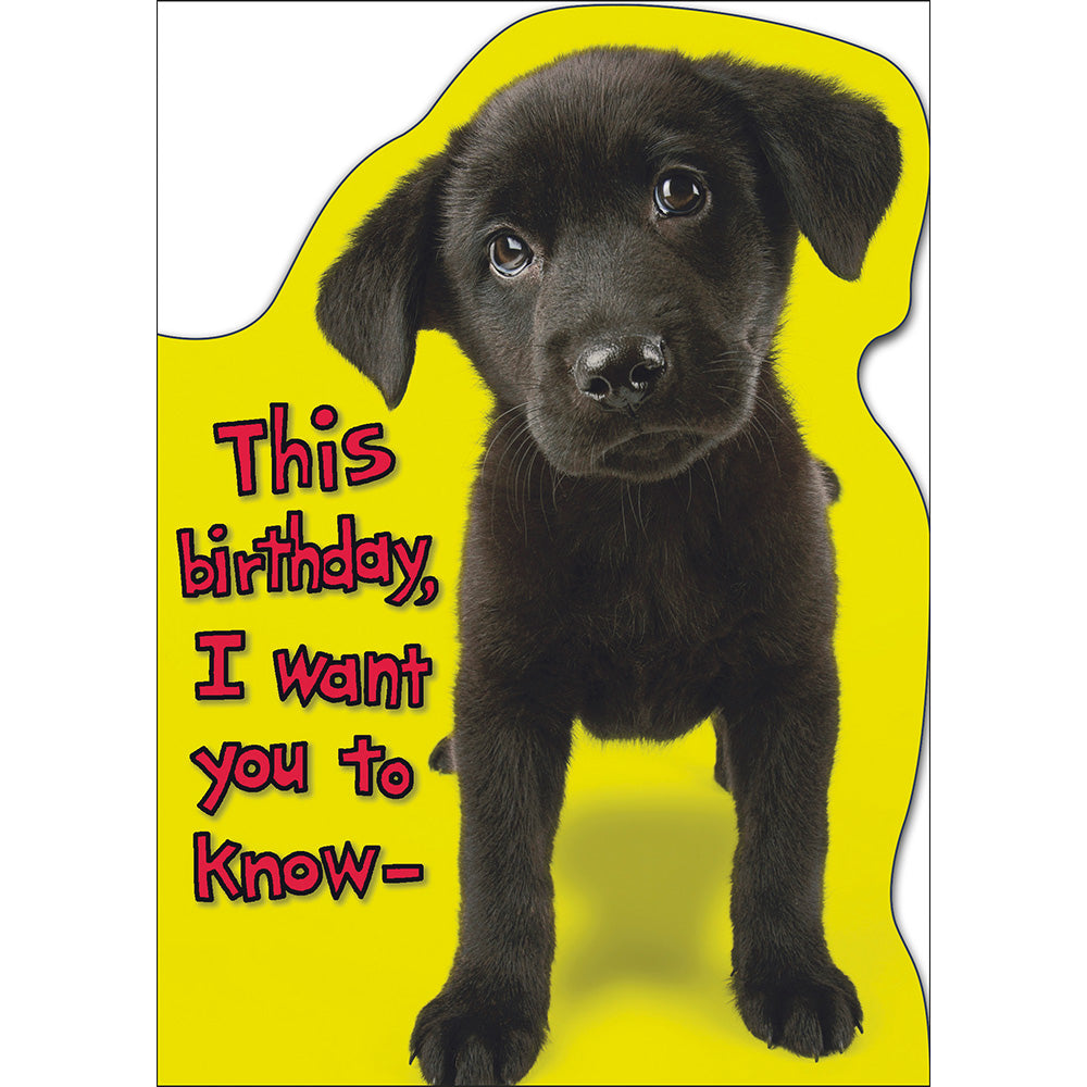 Puppy Birthday Greetings Card